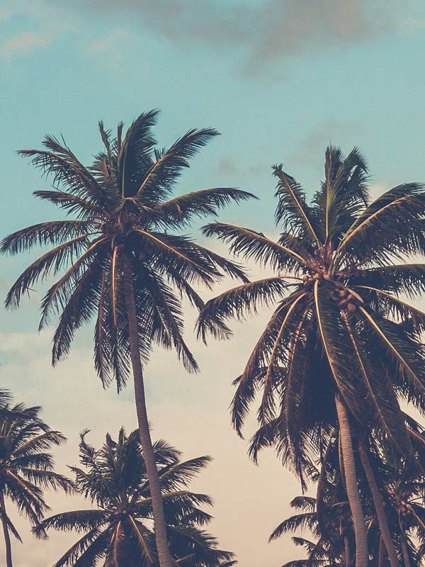Palm Trees
